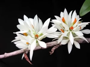 Image de Dendrobium bracteosum var alba 1